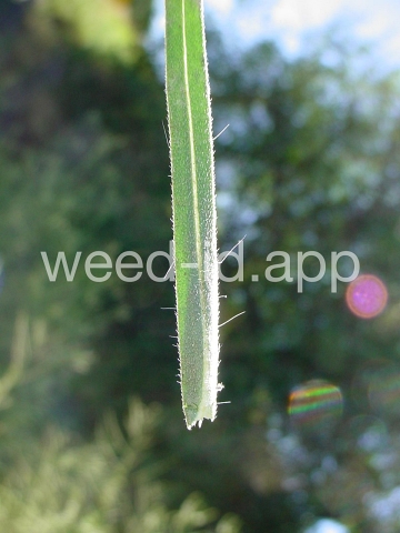 tarweed, cluster
